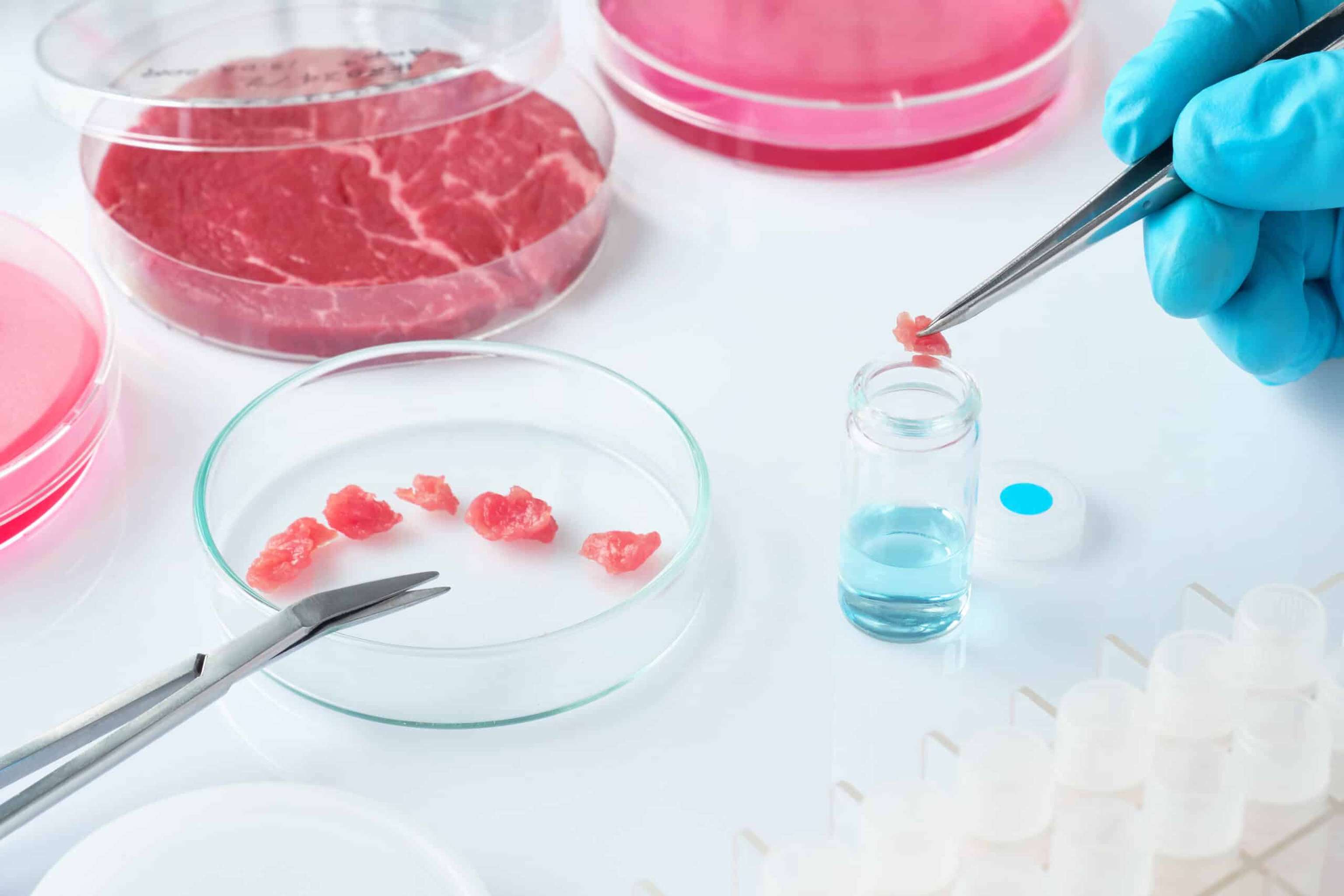 Laborfleisch