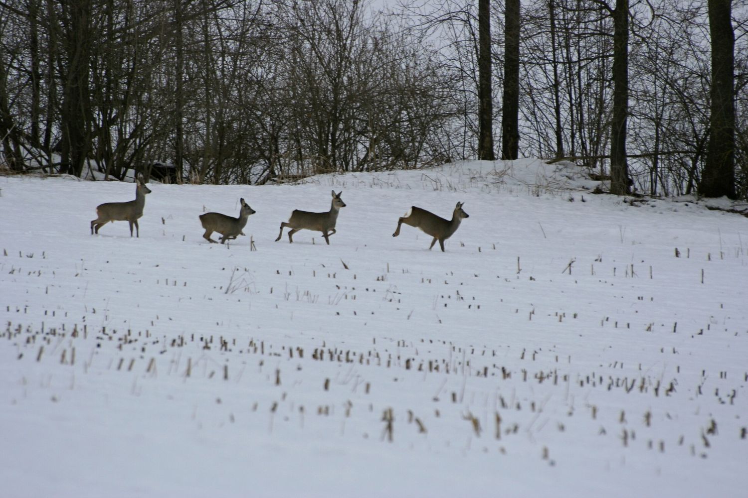 Winterliche Freizeitaktivitäten Rehe
