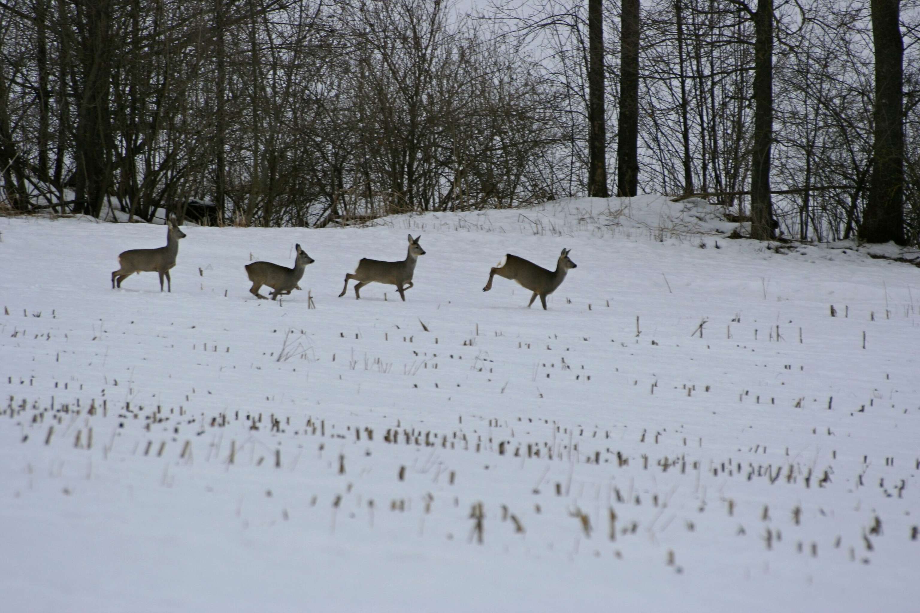 Winterliche Freizeitaktivitäten Rehe