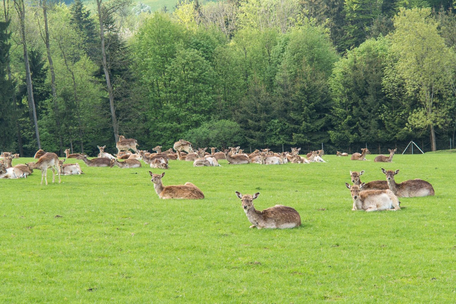 Wildtierhaltung-foto-agrarfoto.com-scaled.jpg