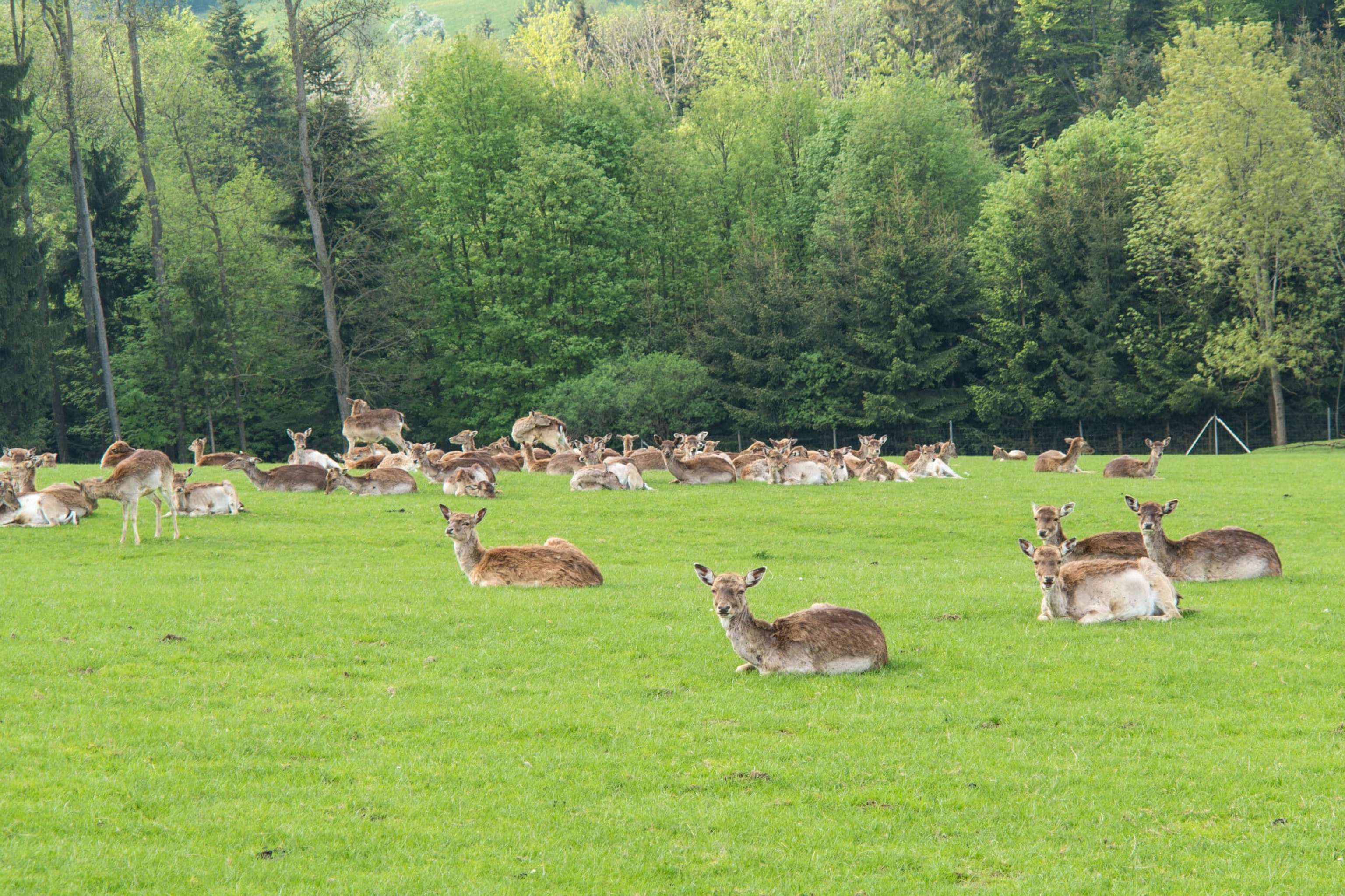 Wildtierhaltung-foto-agrarfoto.com-scaled.jpg