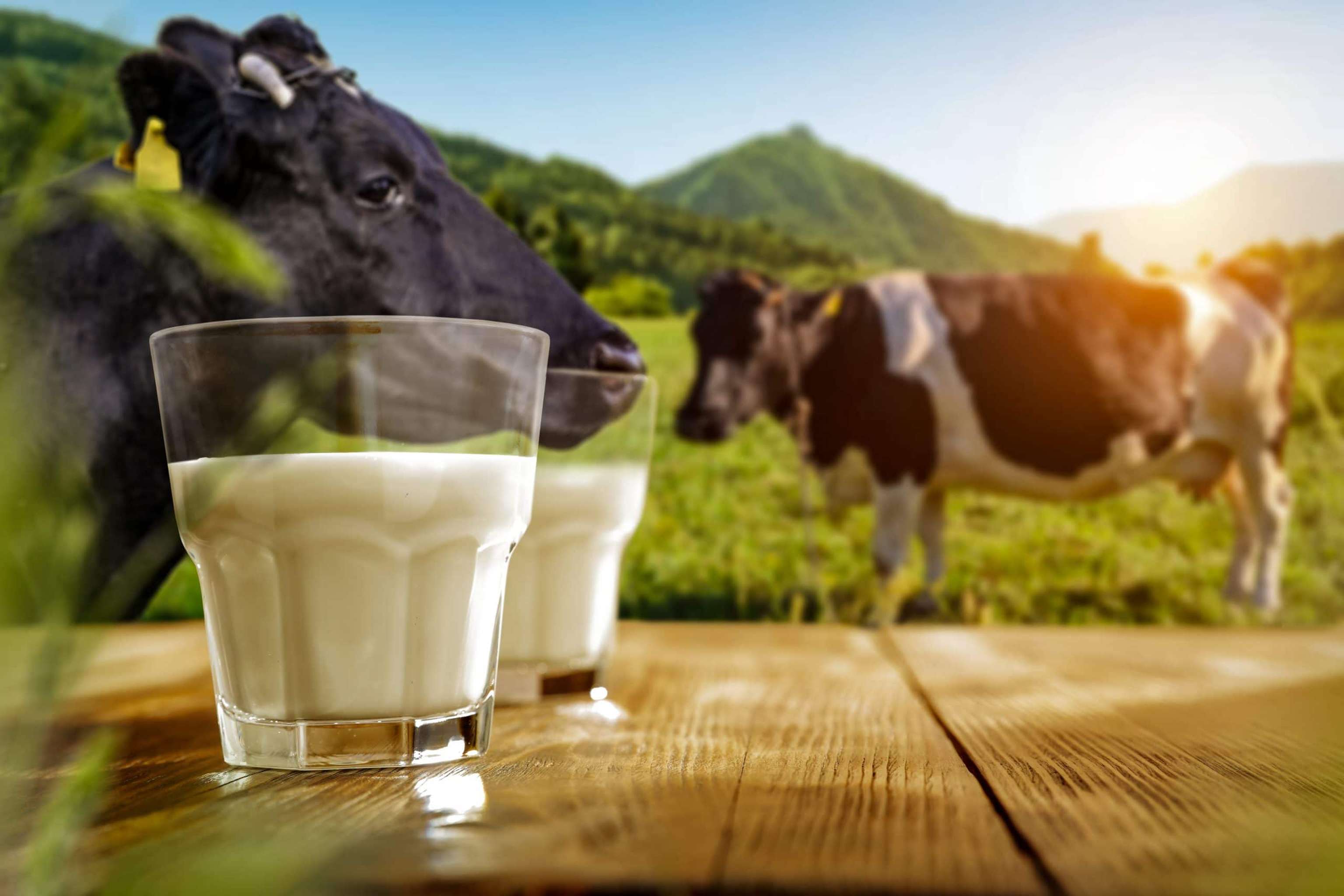 Fresh Milk On Wooden Desk And Spring Landscape With Cows And Mountains