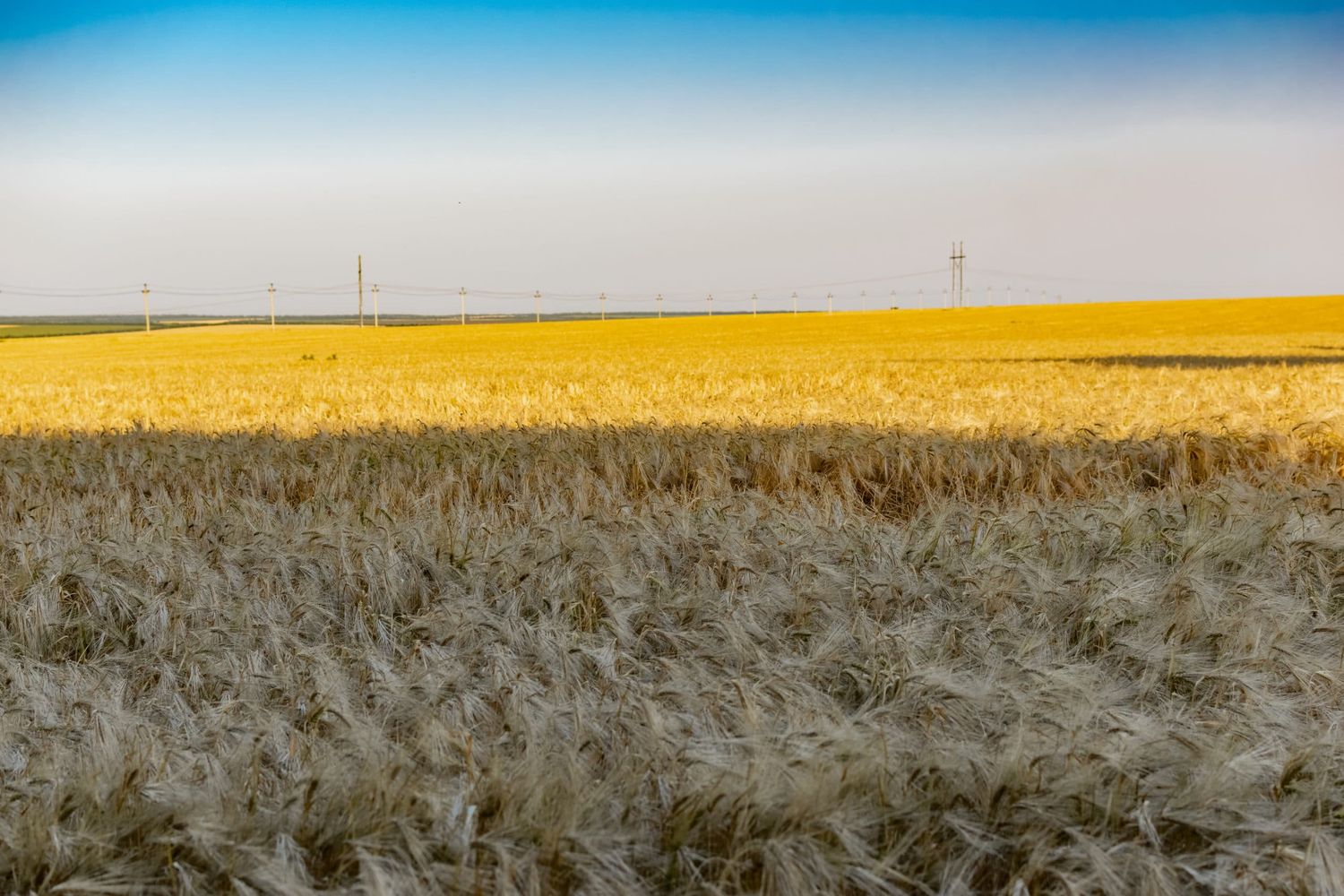 Russland strebt eine jährliche Erntesteigerung an Getreide von 6,9 Mio t an.