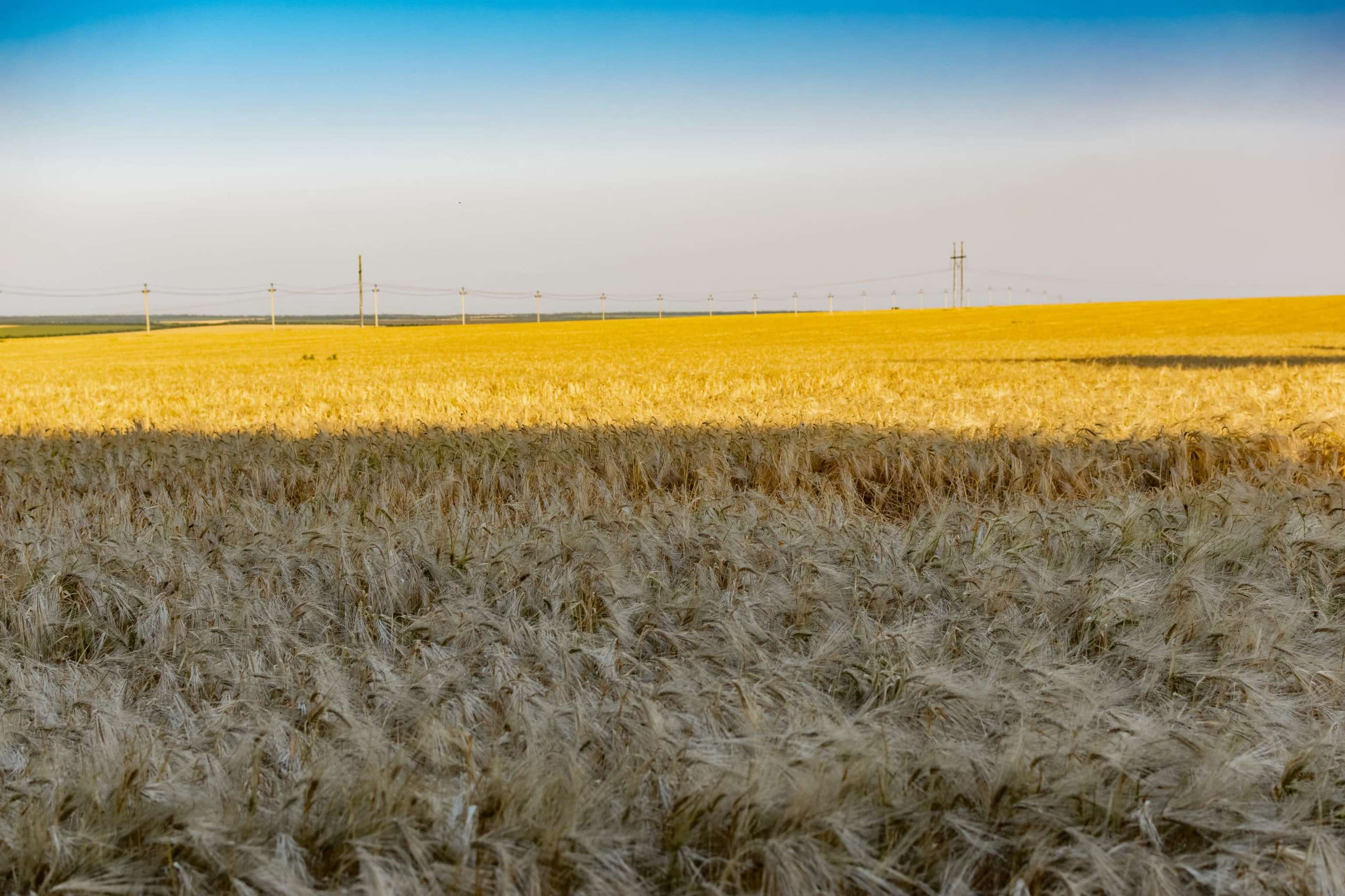 Large Areas Of Fields With Wheat And Barley. Russia, Rostov Region, Roadways Near A Grown Crop Of Golden Ears And Green Vegetation