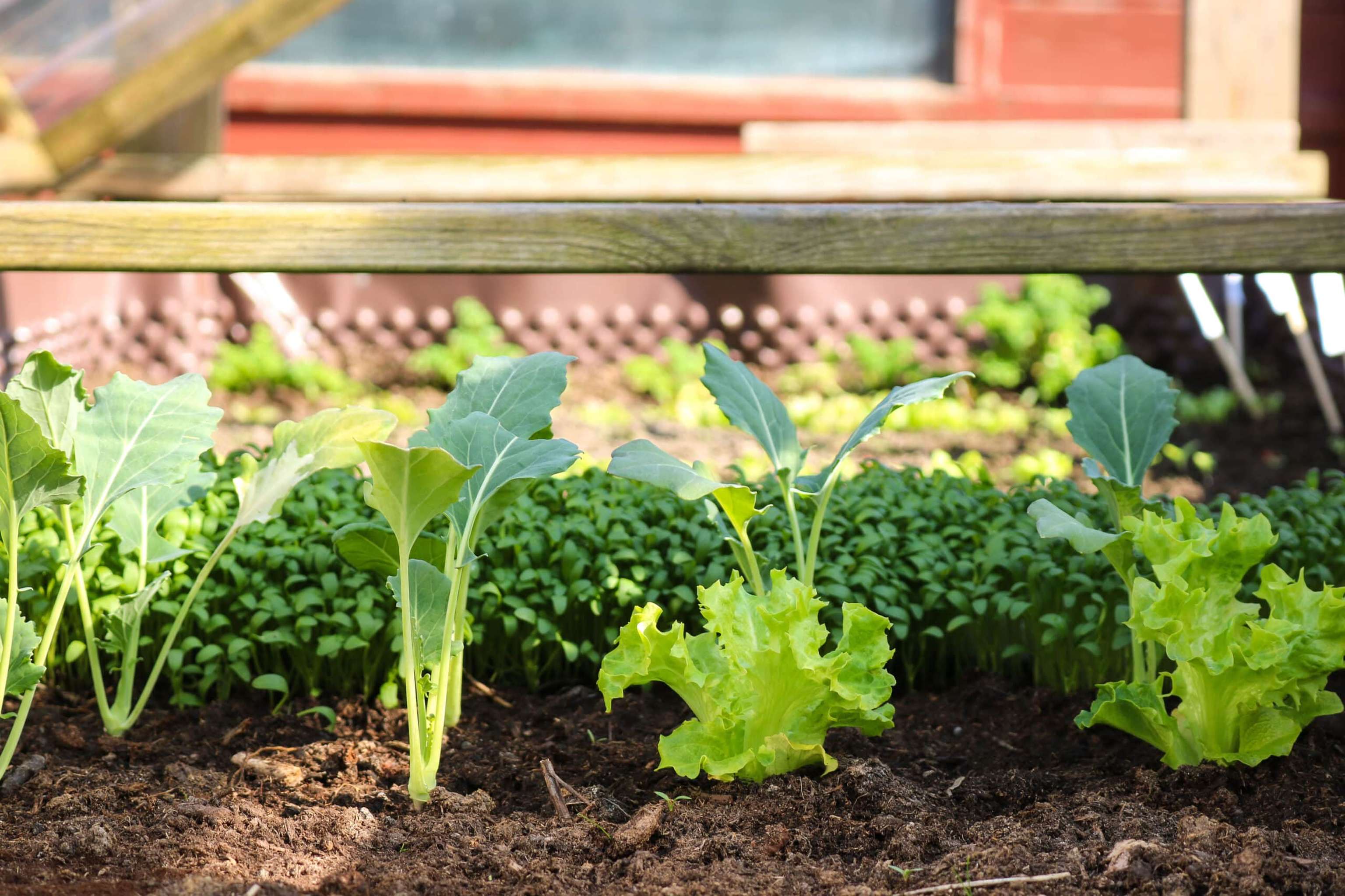 Close Up Of Fresh Green Lettuce, Cress And Other Plants Growing