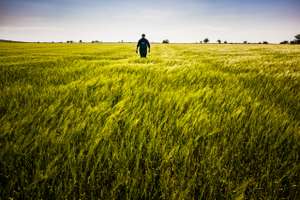 Feld