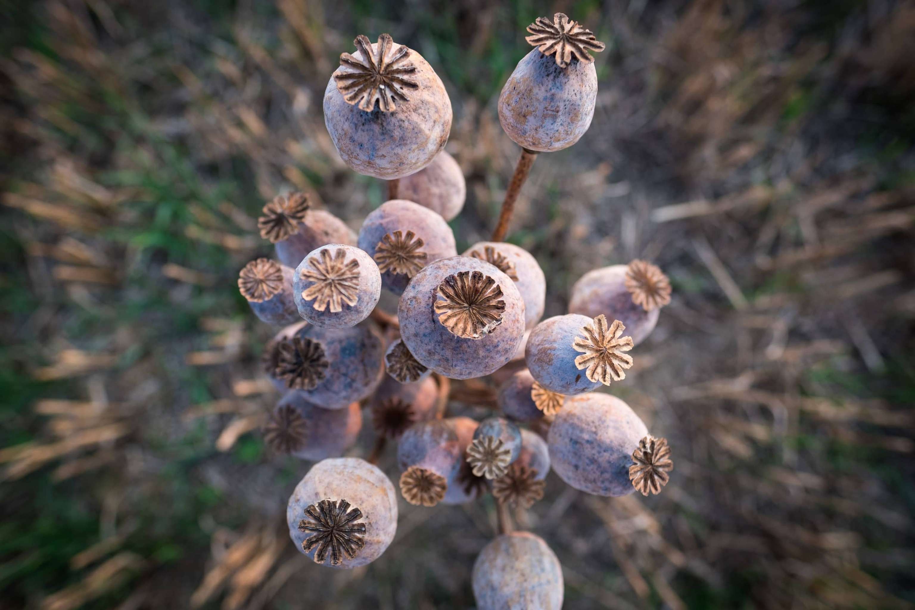 Poppy Heads Detail From Czech Field, Czech Republic, Nynice