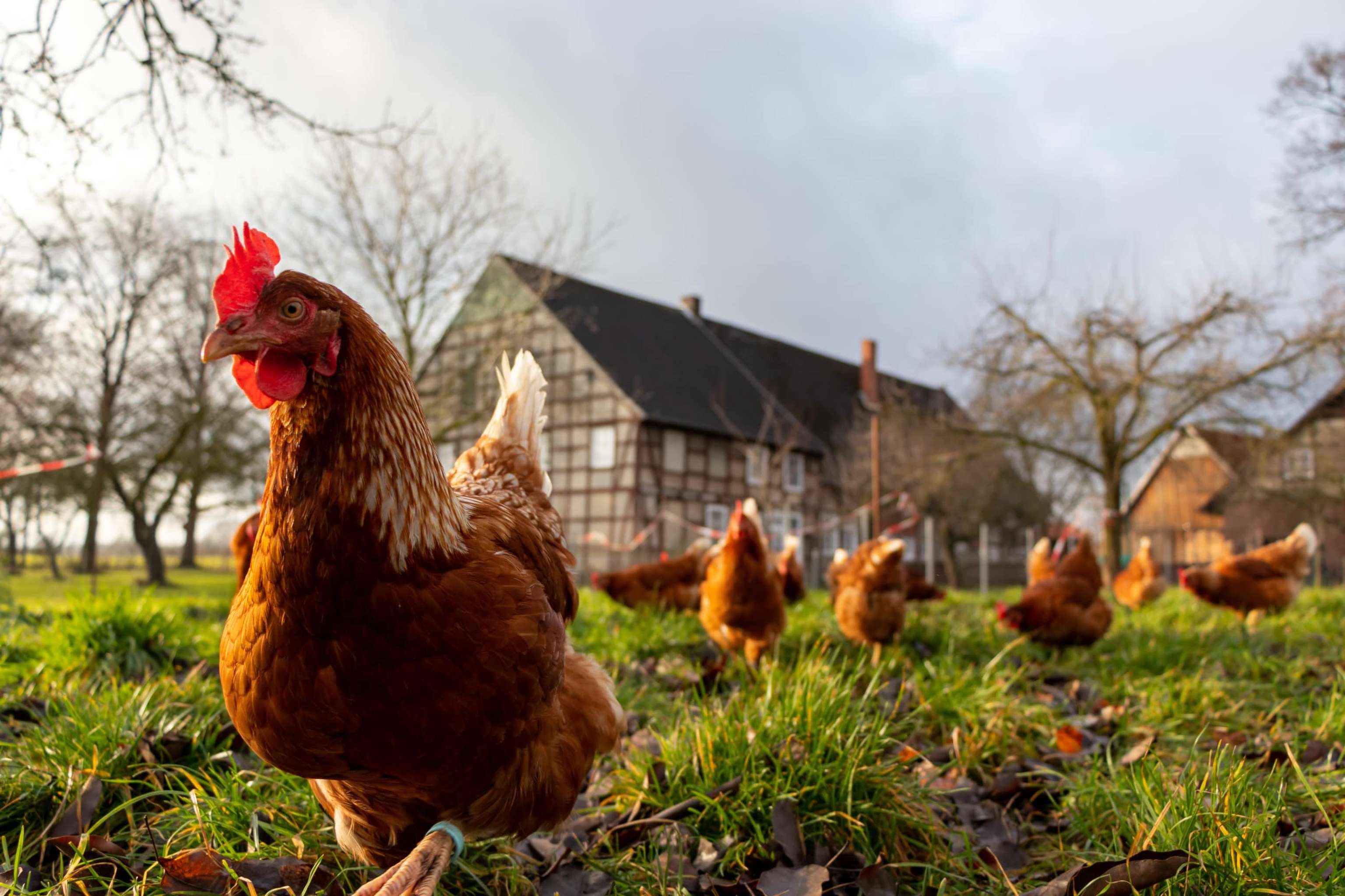 Free Range Organic Chickens Poultry In A Country Farm, Germany