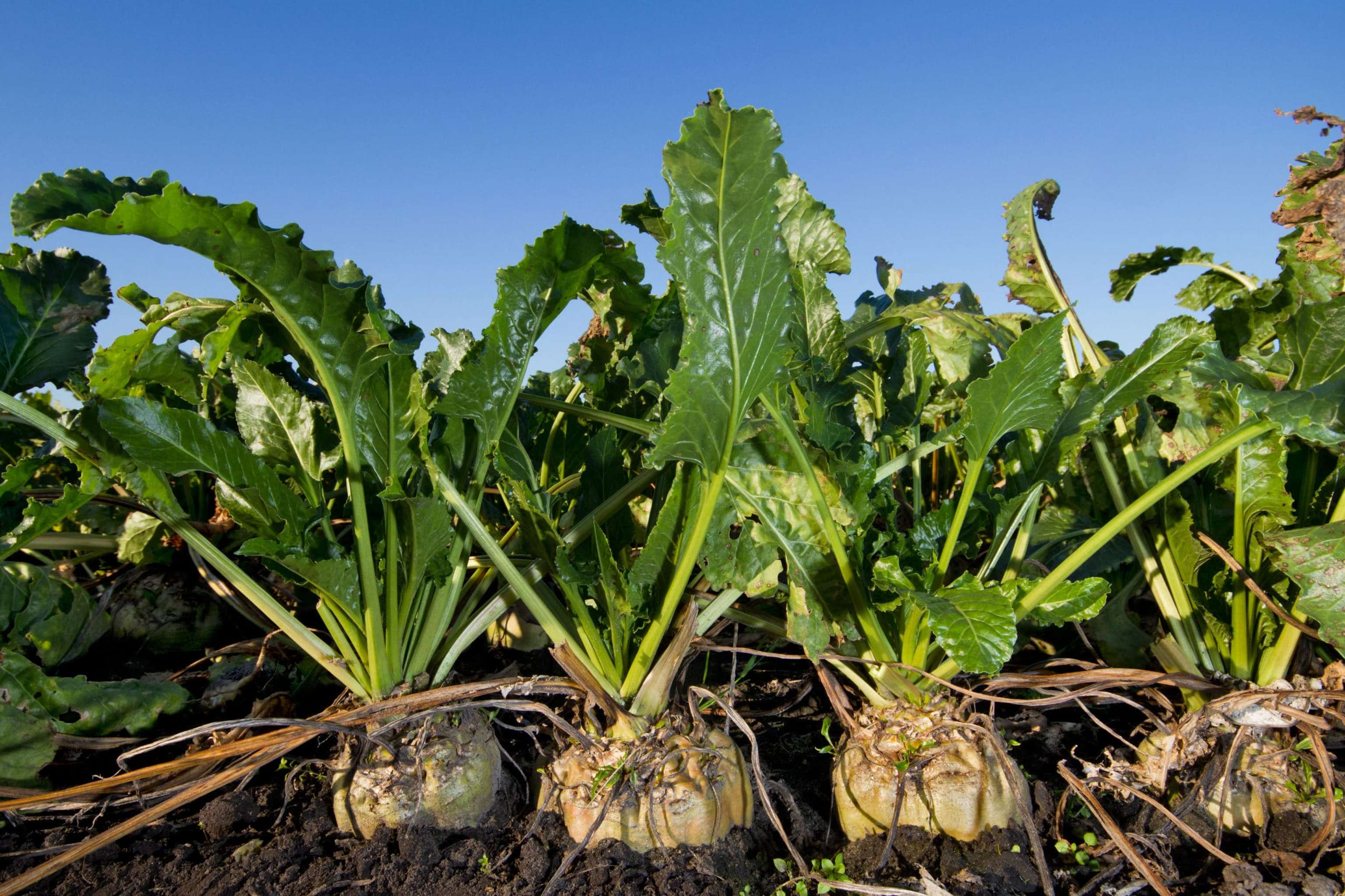 Close Up Of Sugar Beet, Growing On A Field Under A Blue Sky