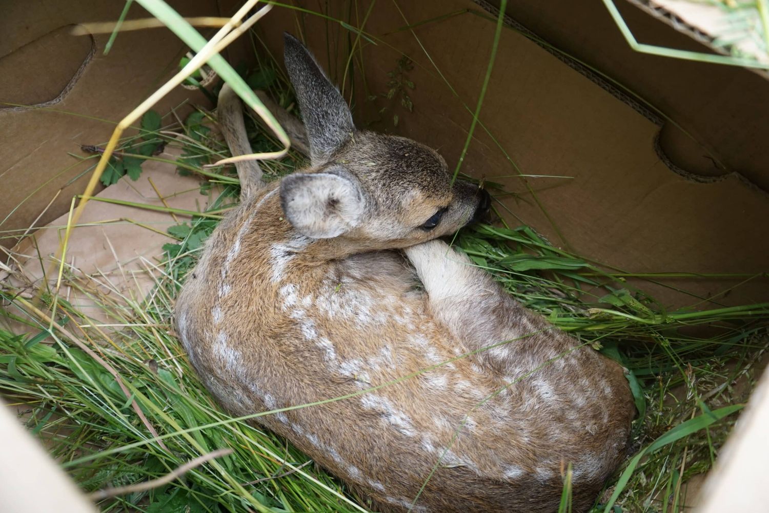 Die geretteten Kitze werden sorgsam mit Gras geborgen und nach der Mahd wieder auf dem Feld ausgesetzt, sodass die Gais sie findet.