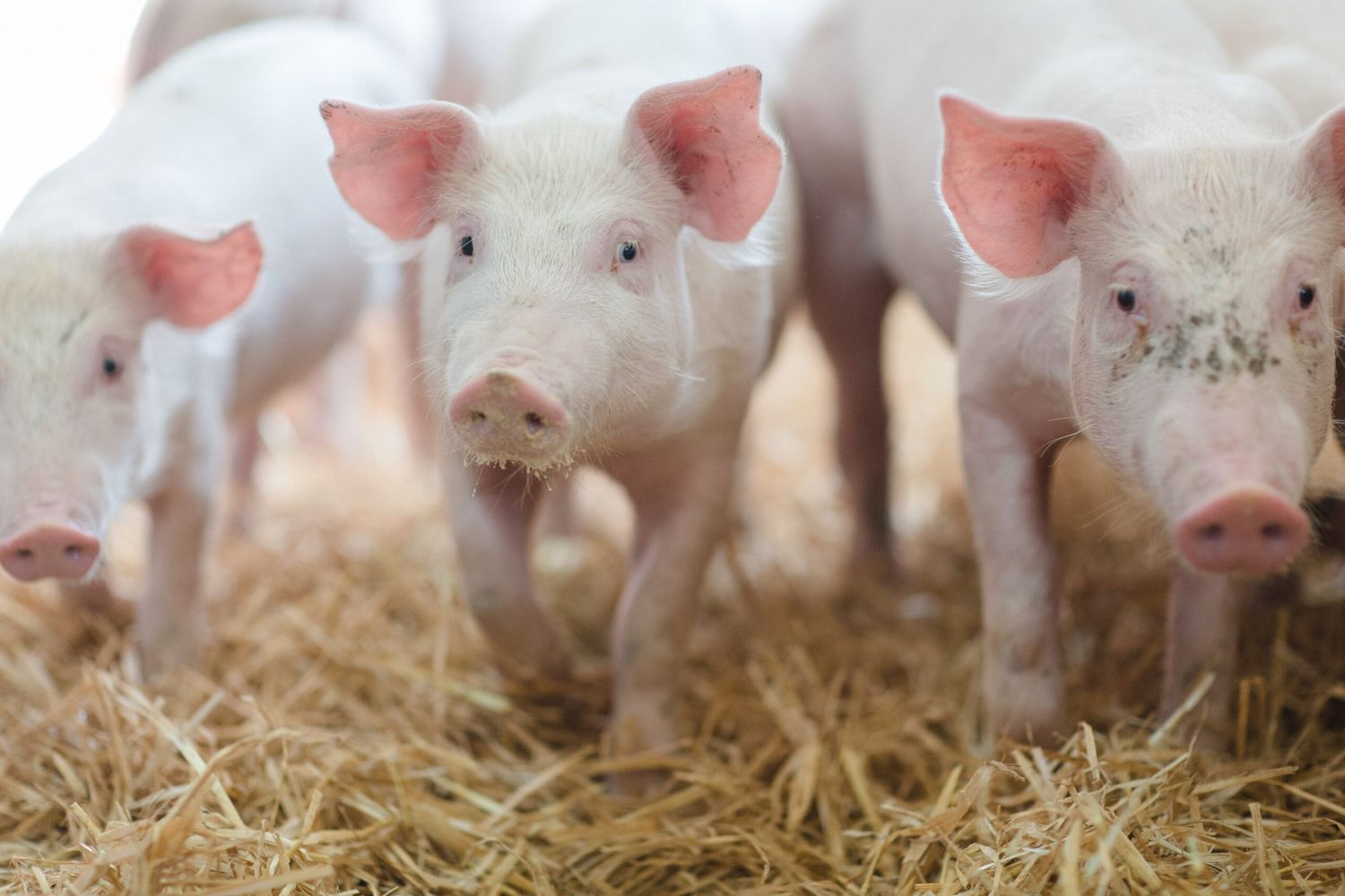 Kräuterextrakte können das Tierwohl bei Schweinen zusätzlich fördern.