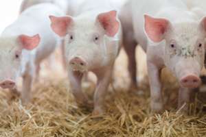 Kräuterextrakte können das Tierwohl bei Schweinen zusätzlich fördern.