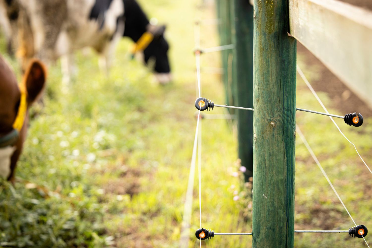 Electric Fence For Livestock. Fence Post With Electric Wires And