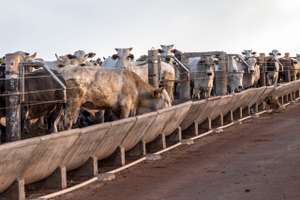 Feedlot Brasilien