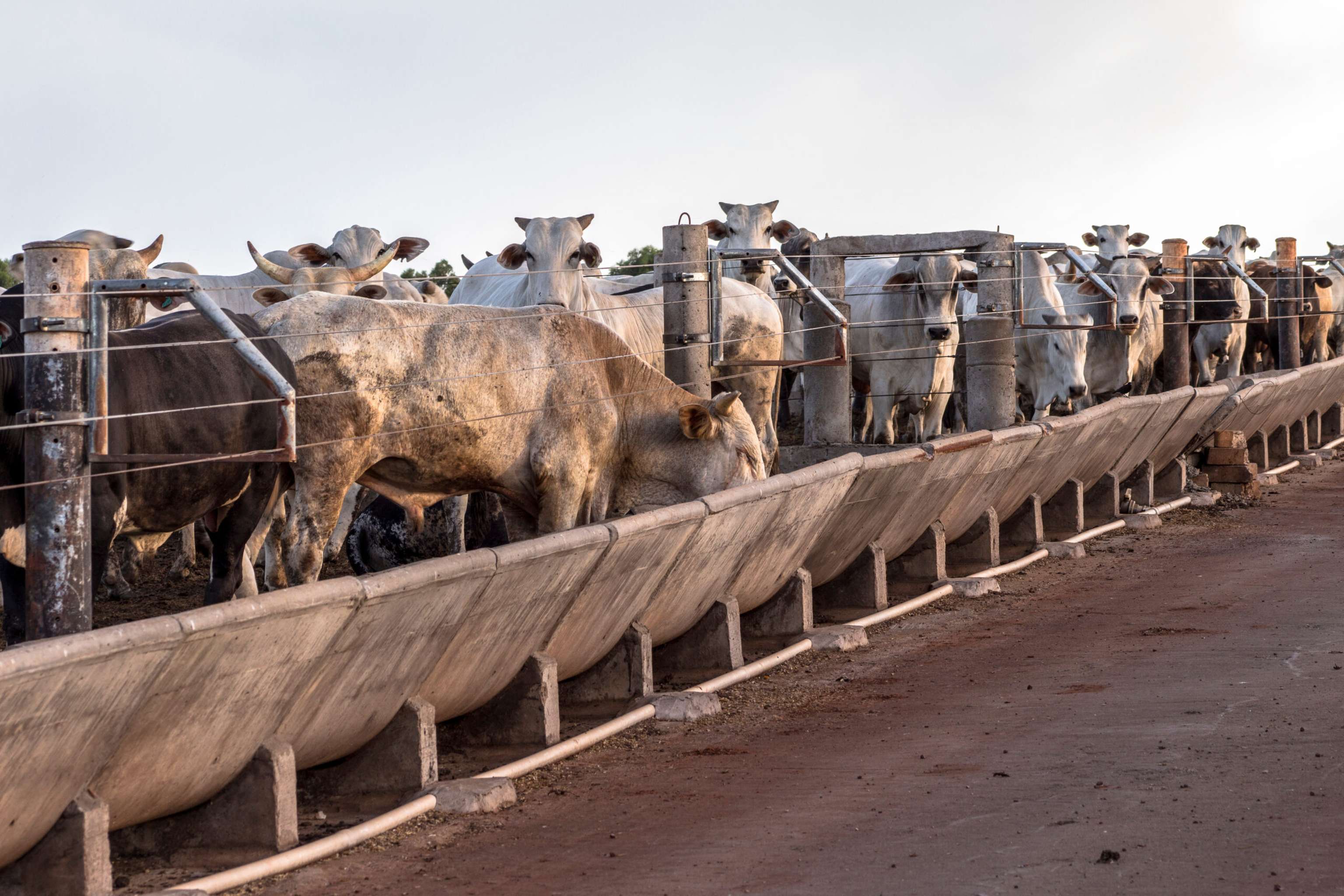 Feedlot Brasilien