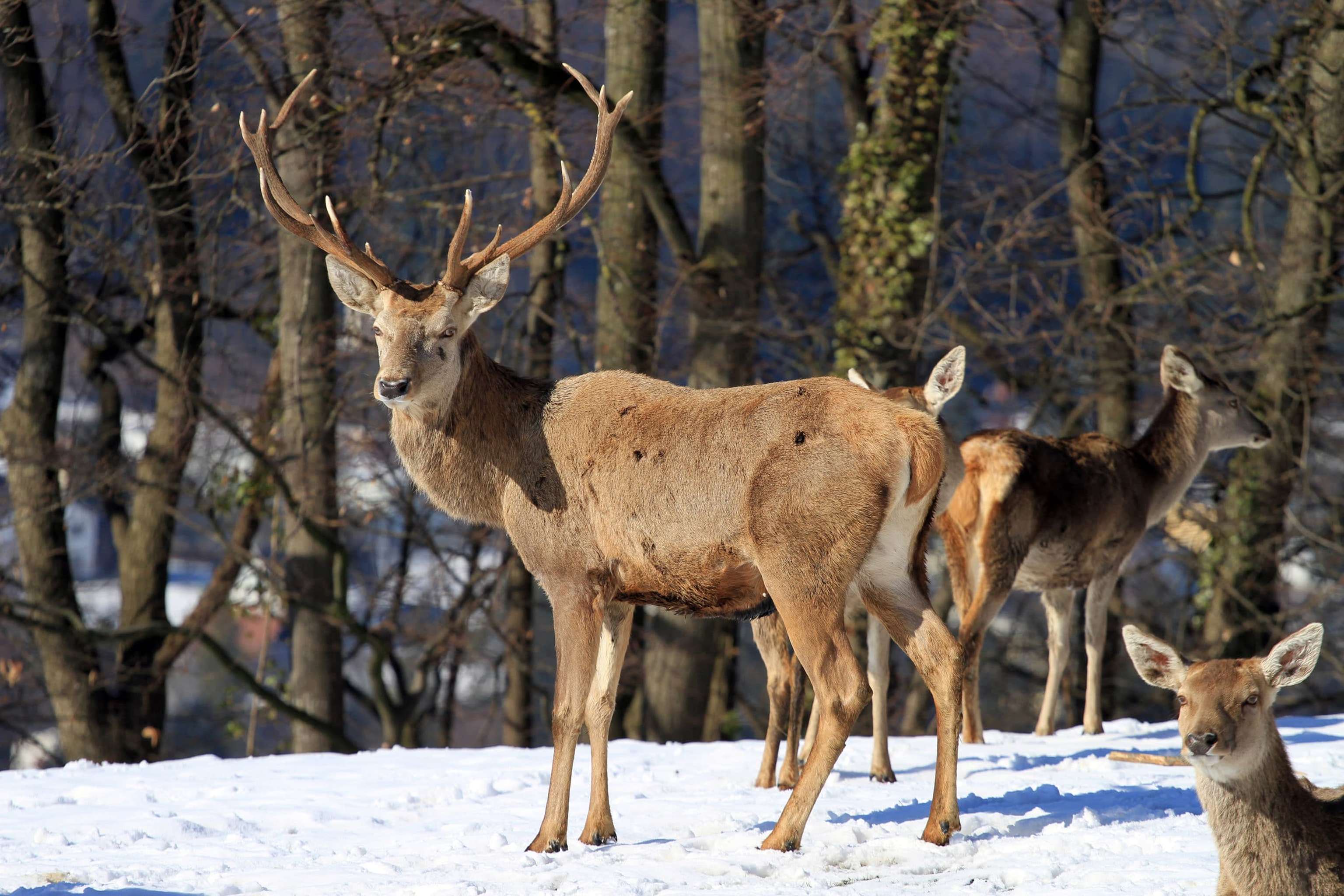 Rothirsche Im Schnee