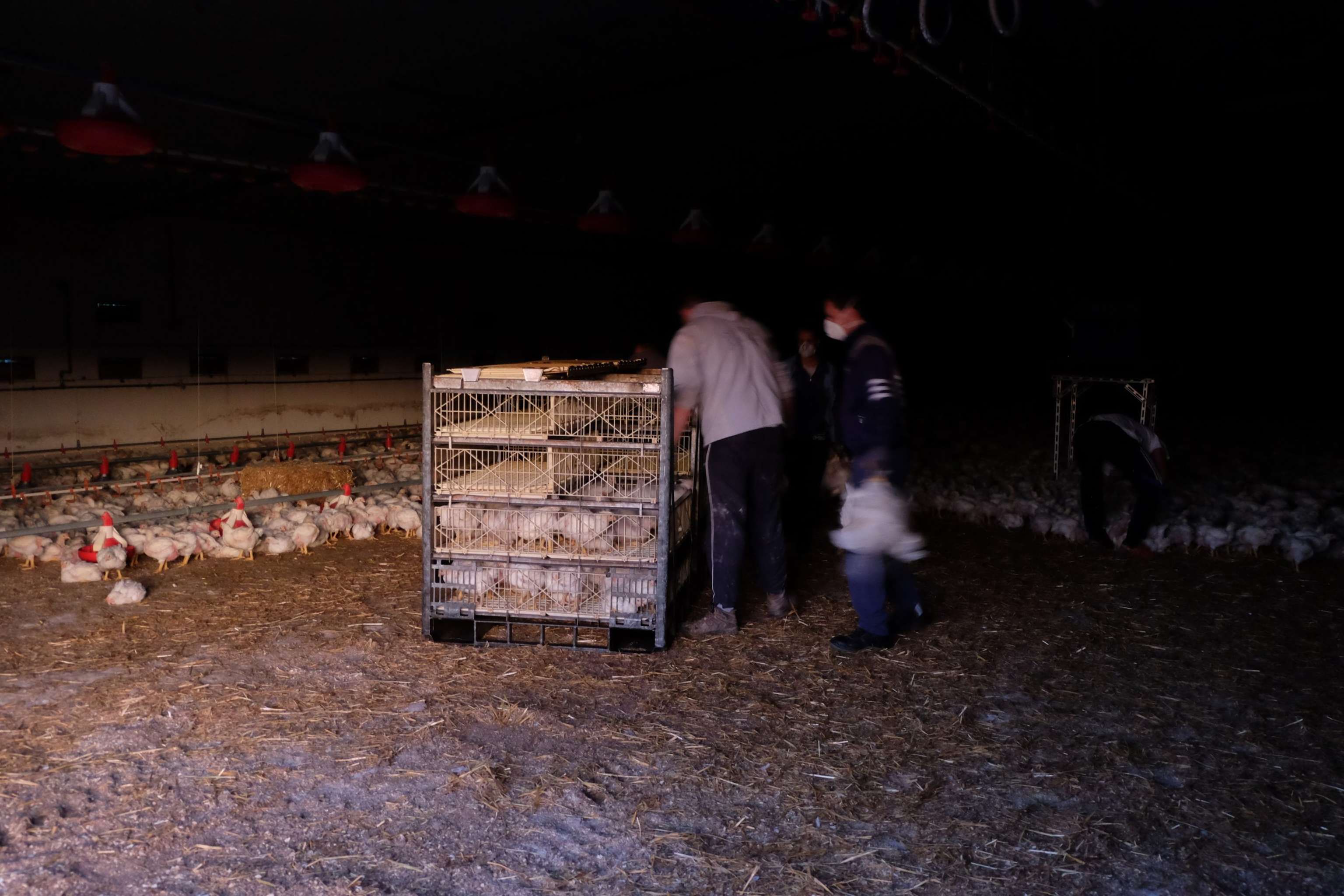 Nächtlicher Hühnerfang in einem Mastbetrieb vor dem Transport