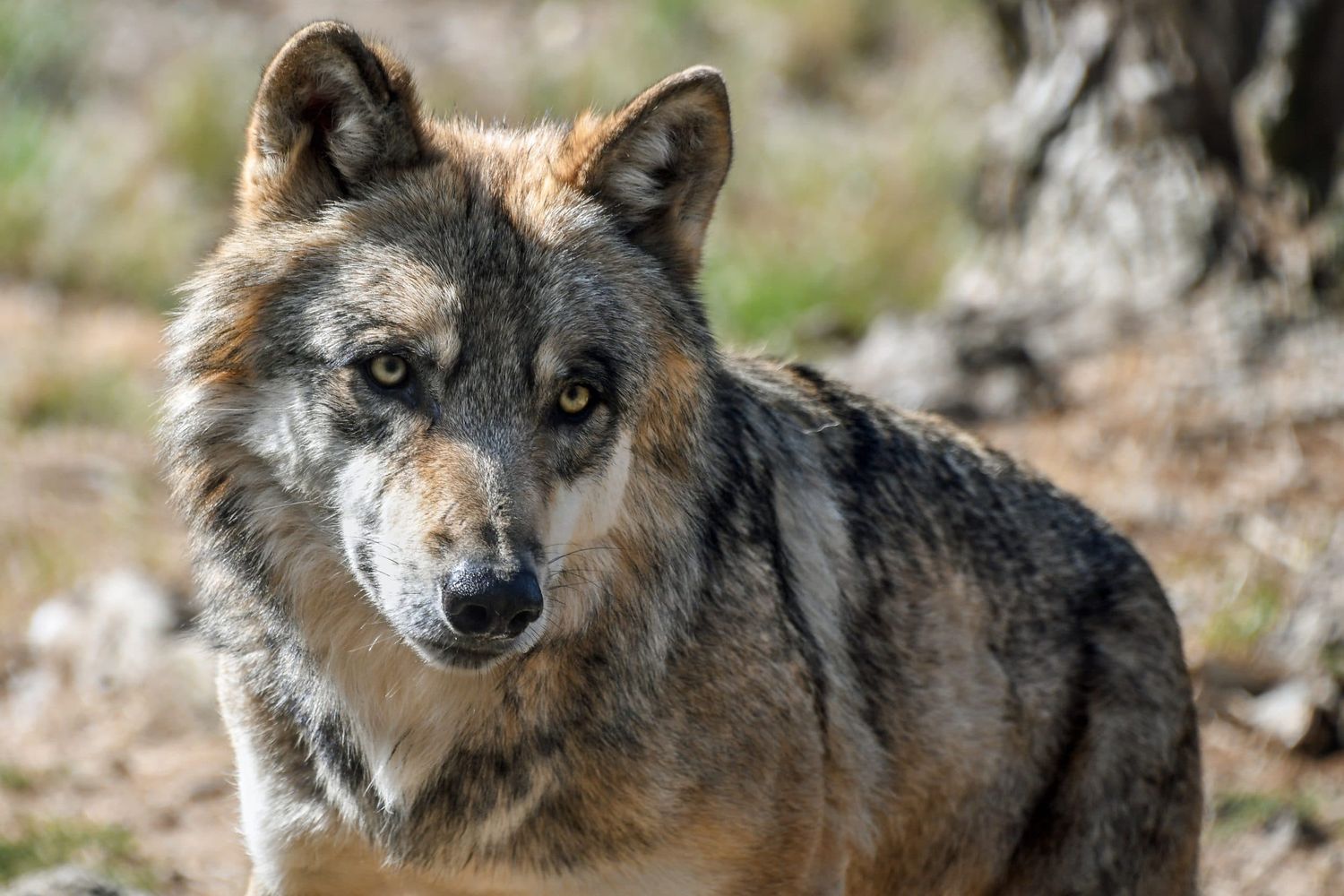 Wolf 2800375
