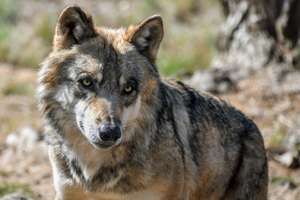 Wolf 2800375