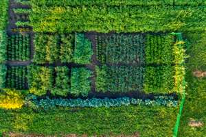 Small Farm Field, Growing Vegetables.