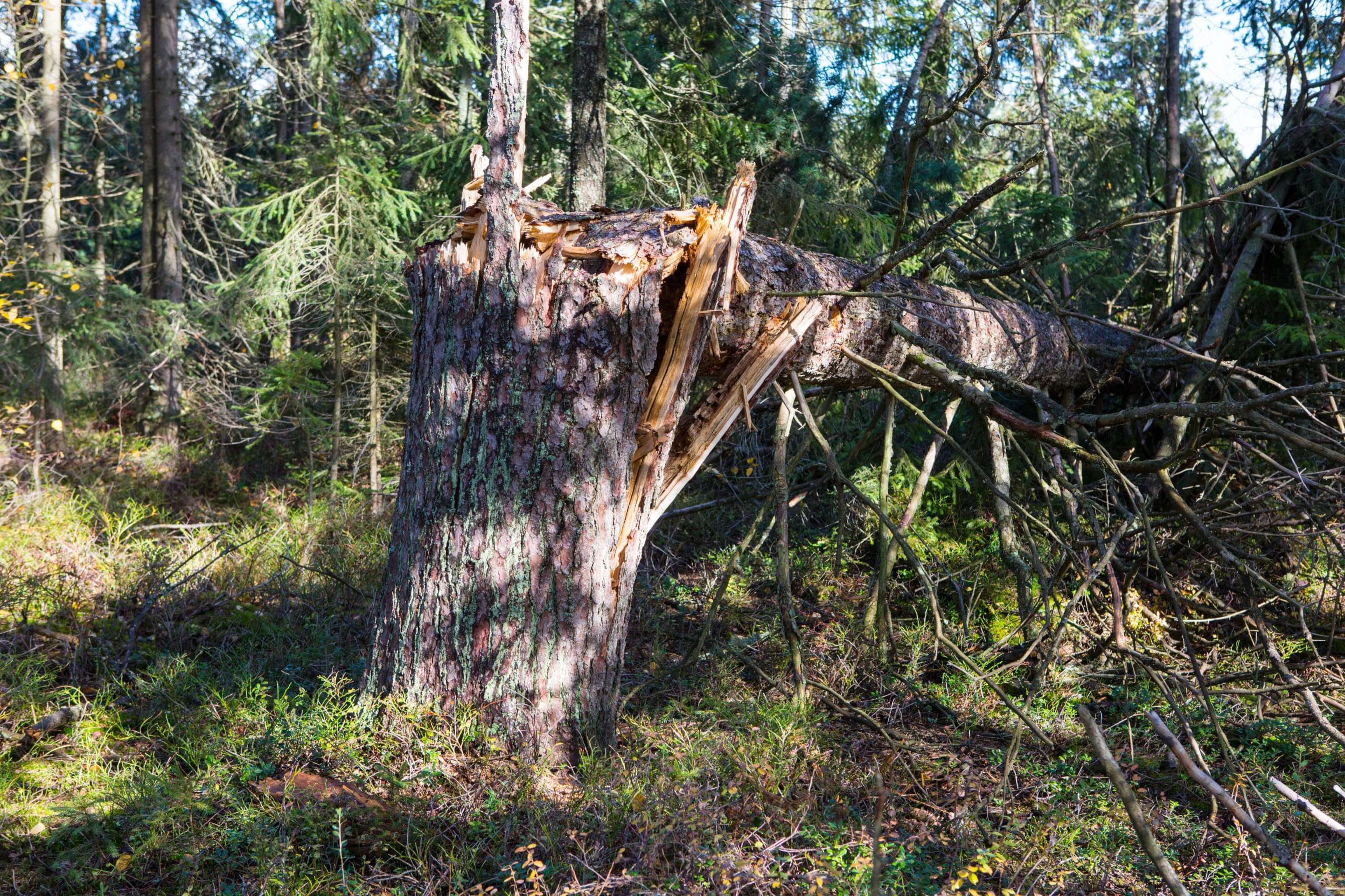 Umgestürzter Baum