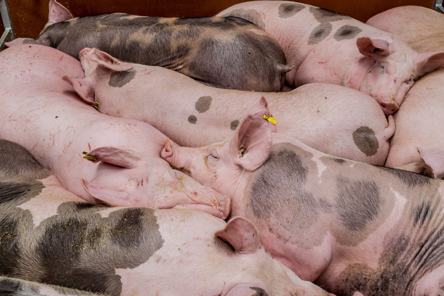 Mastschweine