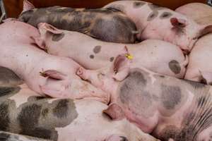 Mastschweine
