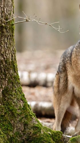 Vier Schadwölfe konnten in Tirol heuer bereits entnommen werden.