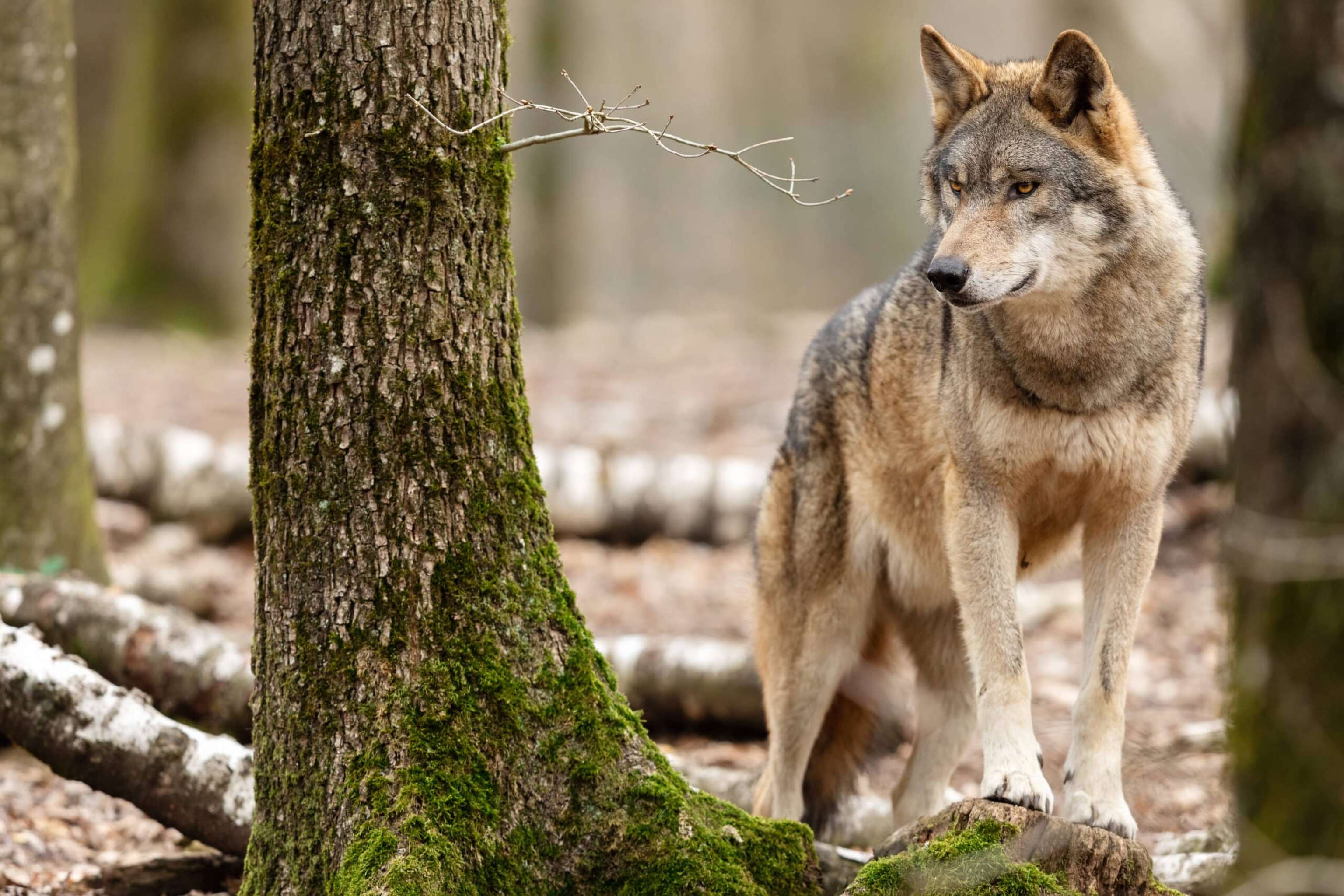 Grey Wolf In The Forest