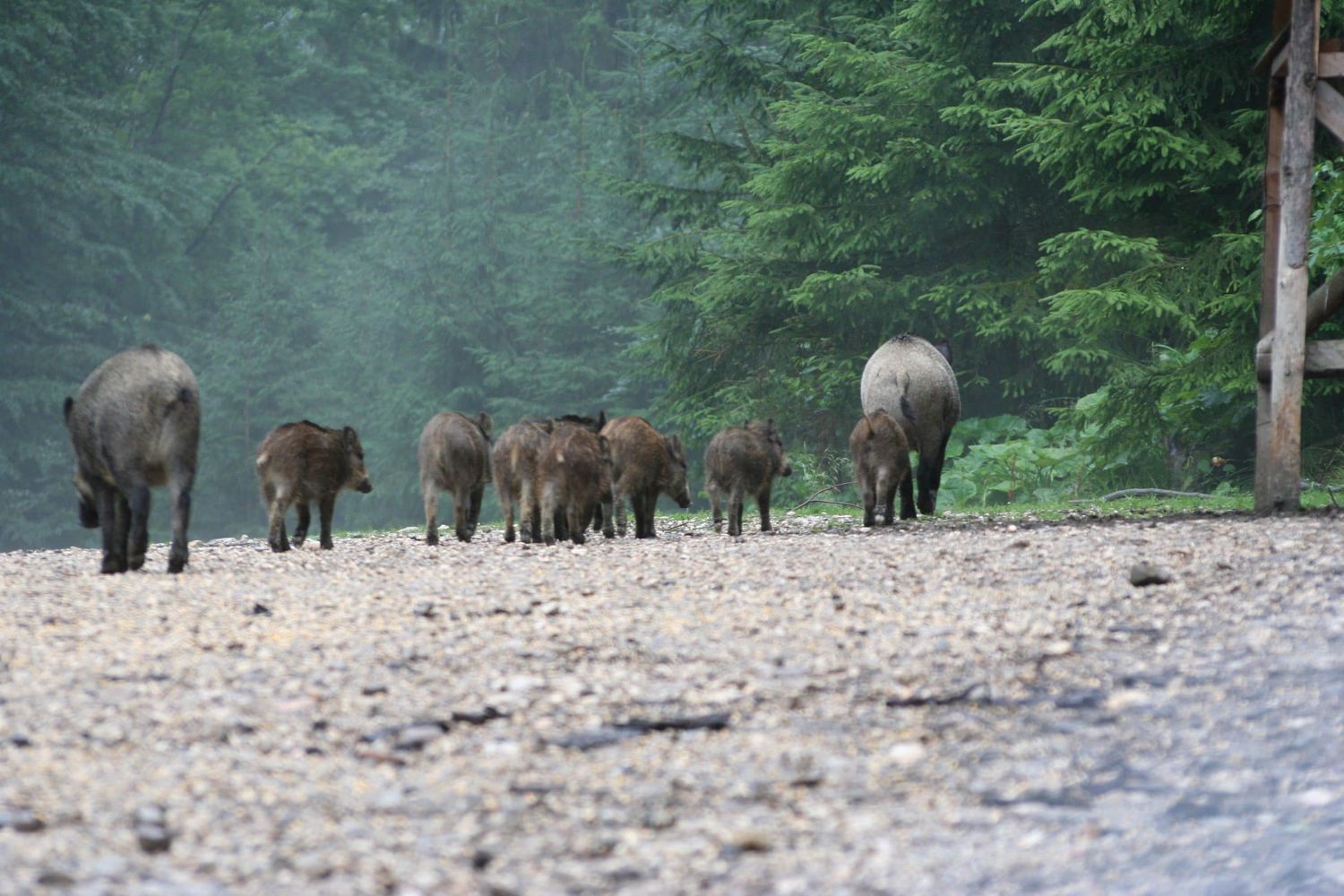 Wildschweine
