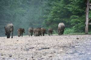 Wildschweine