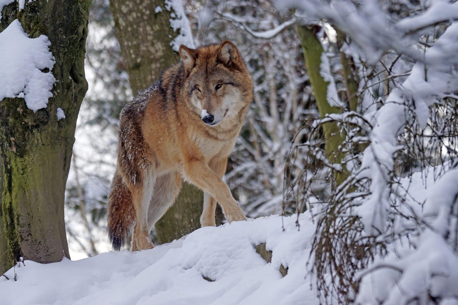 Der Großarler Problemwolf streift weiter herum.
