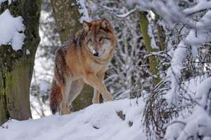 Wolf 1972762