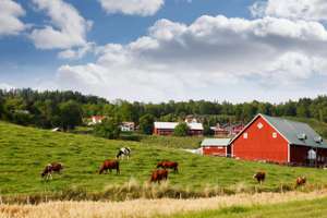 Kühe auf der Weide, Schweden