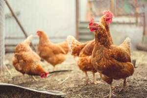 Red Chicken Walking In Paddock Ordinary Red Rooster And Chickens Looking For Grains While Walking In Paddock On Farm