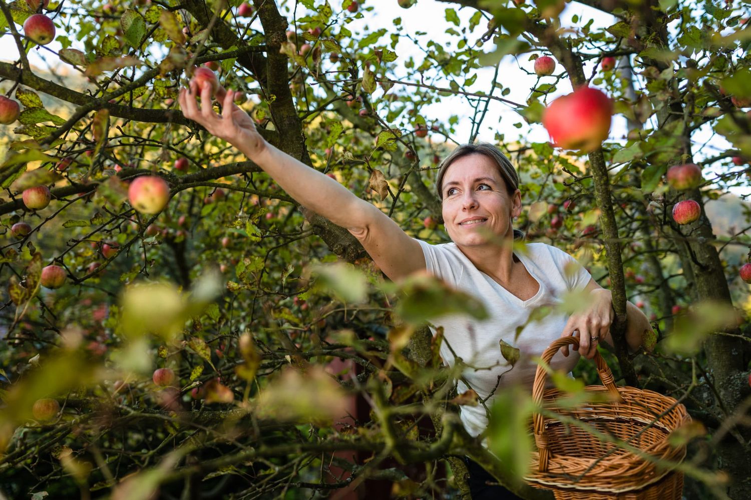 Middle Aged Woman Picking Apples In Her Orchard Soon There Will Be A Lovely Smell Of Apple Pie In Her Kitchen (color Toned Image)