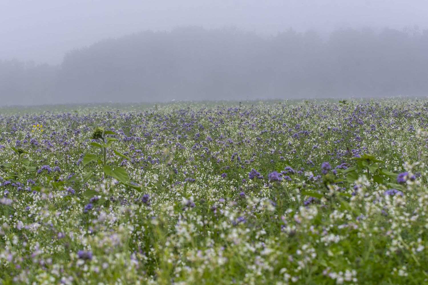 Gruenduengung Im Nebel 1 ID91736