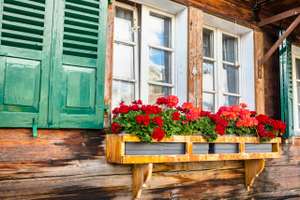 Pelargonien auf Balkon