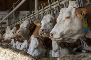 Fleckvieh am Futtertisch