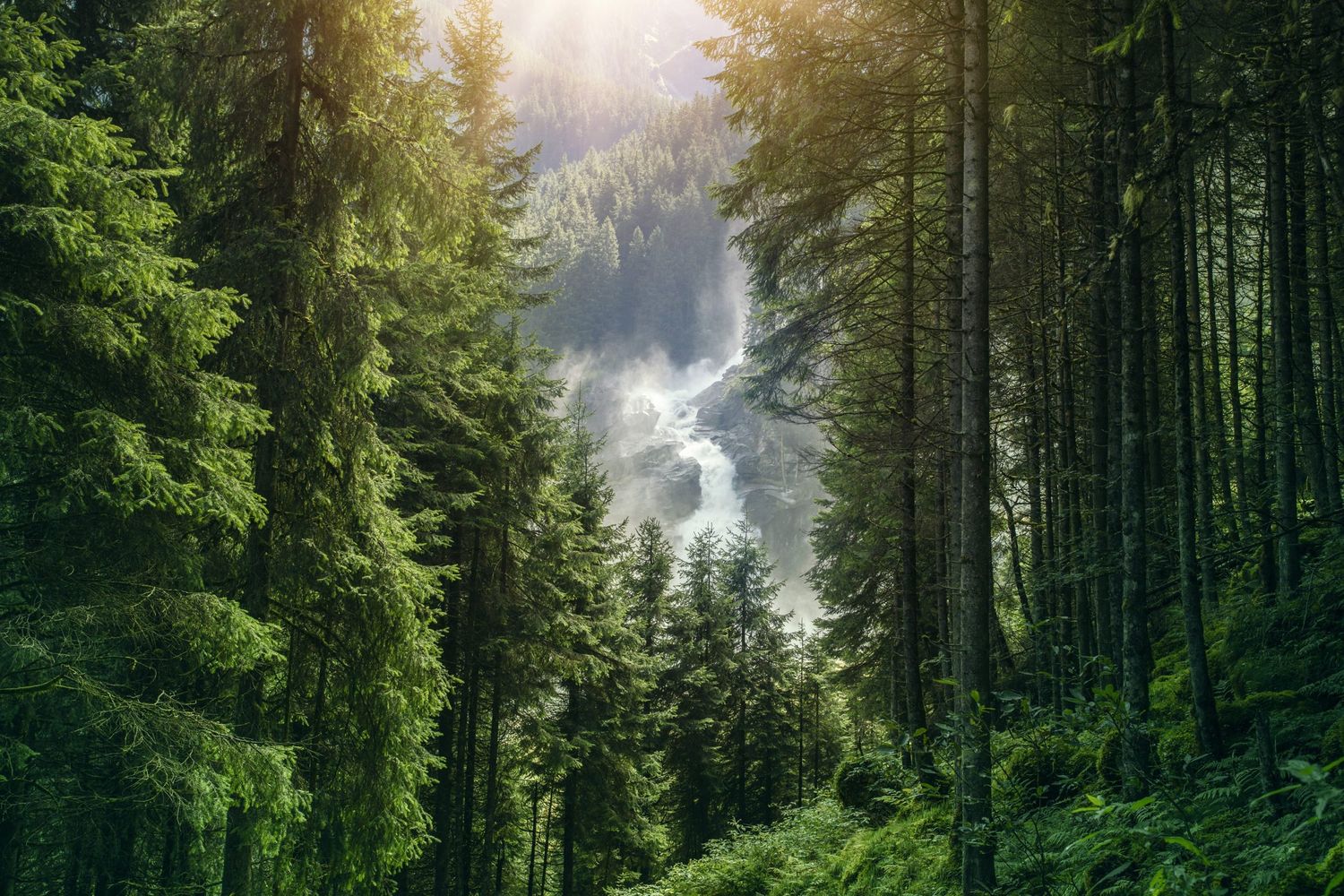Österreichischer Wald