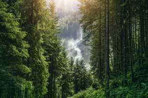 Österreichischer Wald