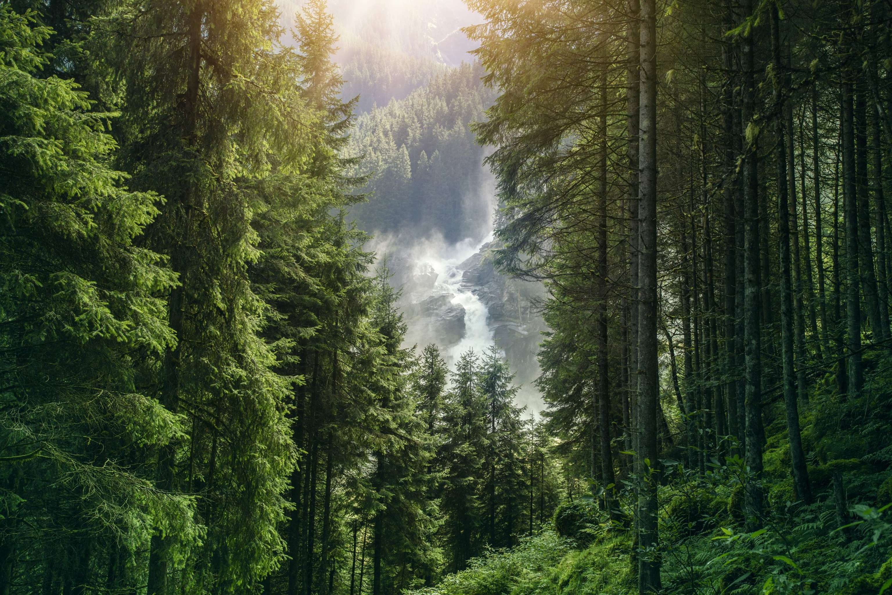 Österreichischer Wald