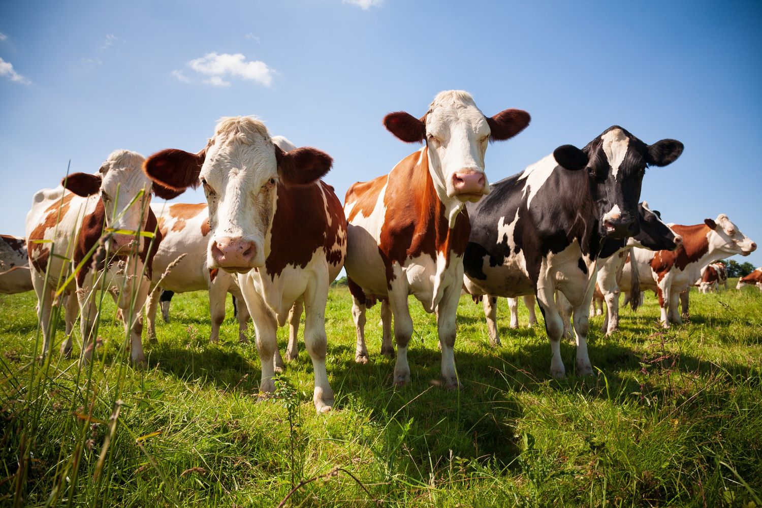 Herd Of Cows In The Pasture