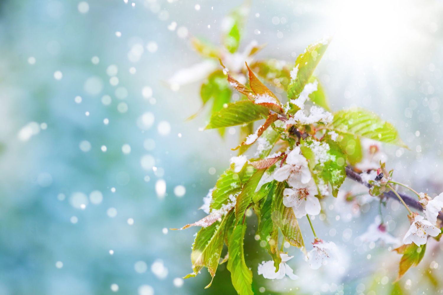 Für Obstbauern kann das launische Aprilwetter zu einem massiven Problem werden.