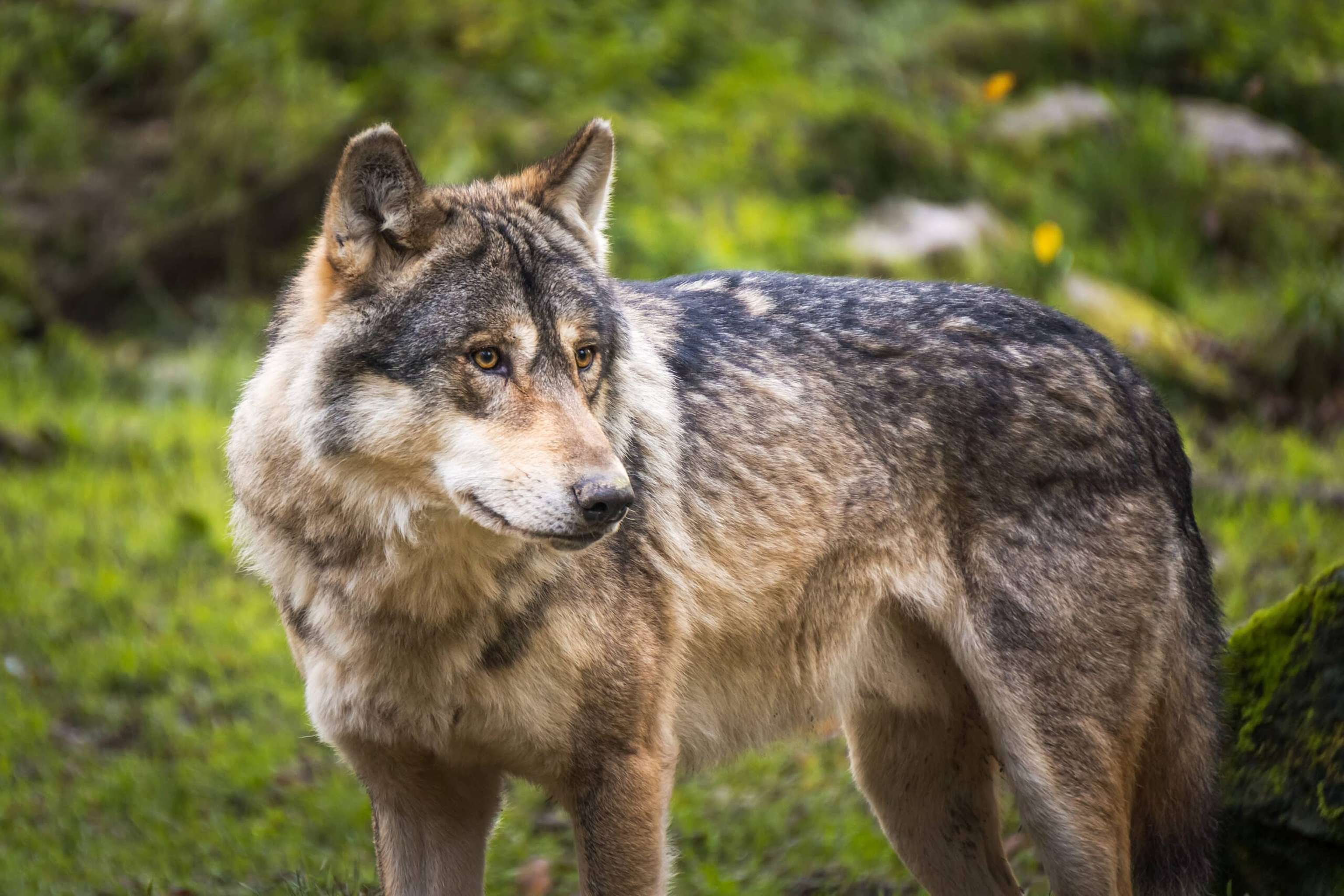 Wolf