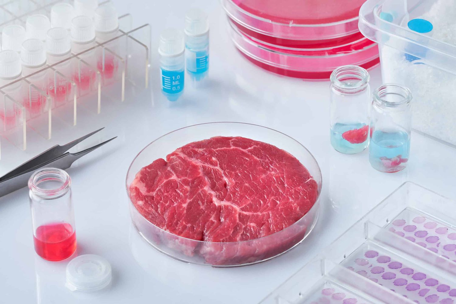 Meat Sample In Open Disposable Plastic Cell Culture Dish In Mod