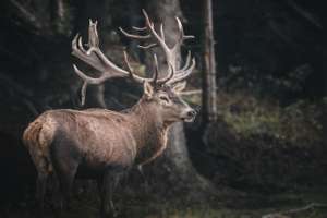 Red Deer In The Forest