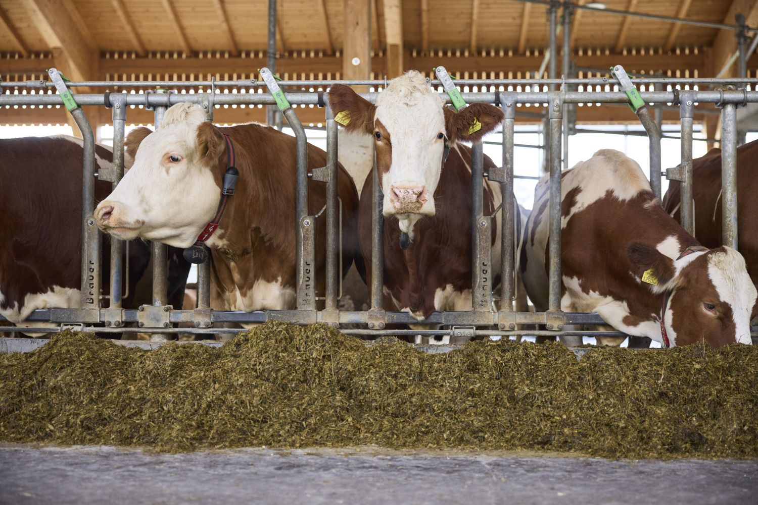 Bei der Milchproduktion den Qualitätsweg zu gehen verursacht Kosten und braucht daher Zuschläge zum Preis.