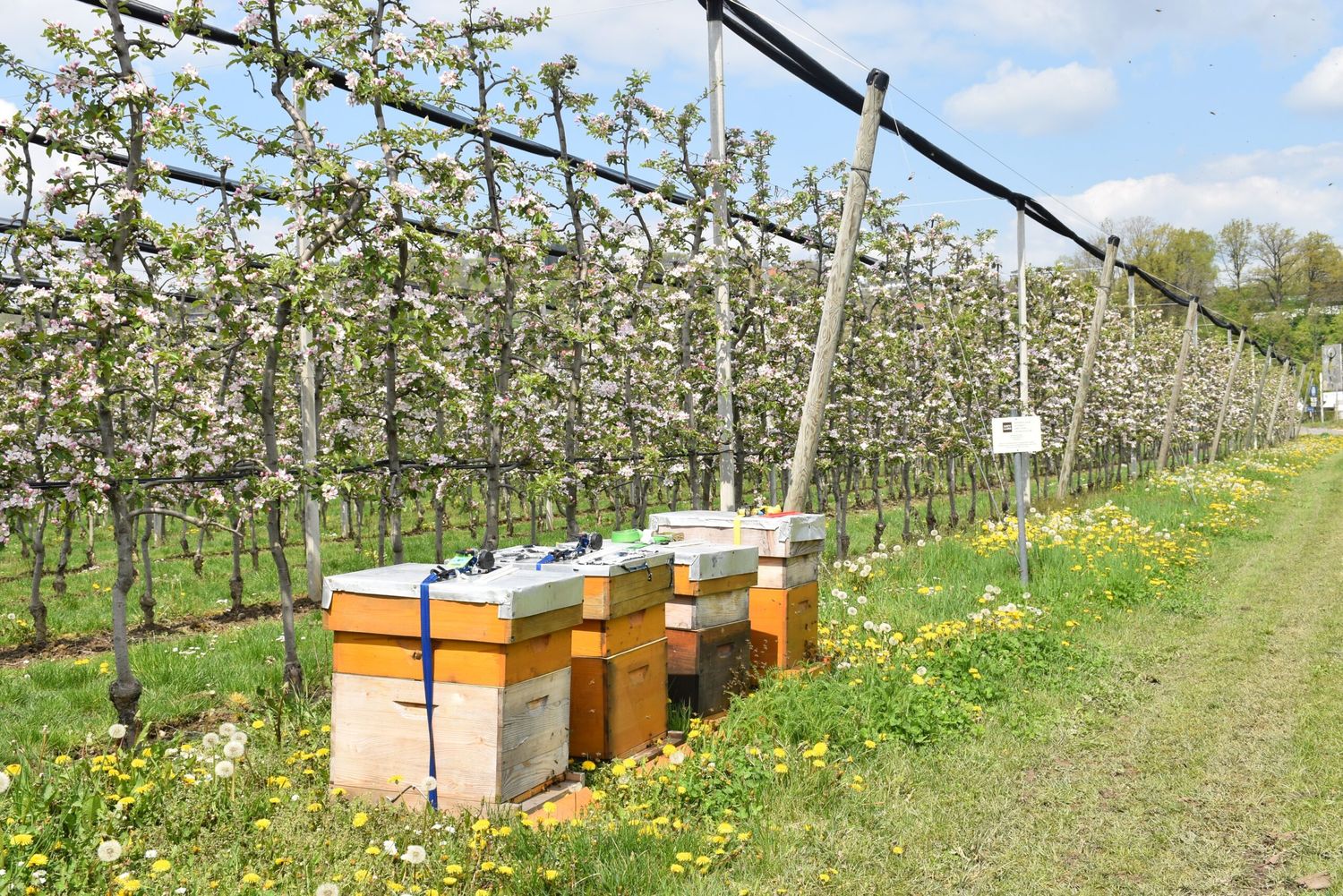 Die Bienenwanderbörse Verbindet Bienenvölker Und Landwirtschaftliche Kulturen (c) Bienenzentrum OÖage