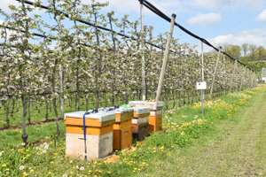 Die Bienenwanderbörse Verbindet Bienenvölker Und Landwirtschaftliche Kulturen (c) Bienenzentrum OÖage